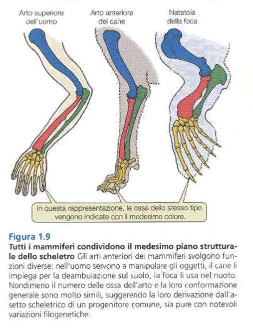 Complessità, speciazione, evoluzione La notevole biodiversità attuale (si enumerano milioni di specie diverse) deriva da un processo evolutivo definito appunto speciazione.