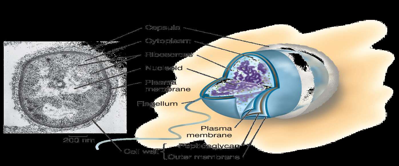 CELLULA