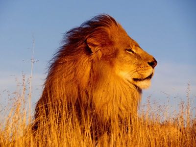 cosa vedremo: animali Parco Etosha: di fatto un cuscinetto di protezione per evitare che gli animali di spingersi troppo a Sud, L Etosha National Park è il primo parco fondato in Namibia e