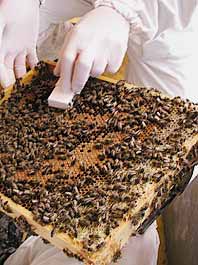 Nel distretto di Konolfingen in 2 dei 5 apiari con sintomi clinici tutti i campioni di cibo sono risultati negativi.