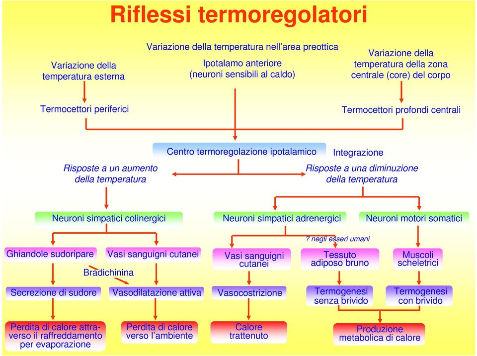 della temperatura Neuroni simpatici colinergici Neuroni simpatici adrenergici Neuroni motori somatici?