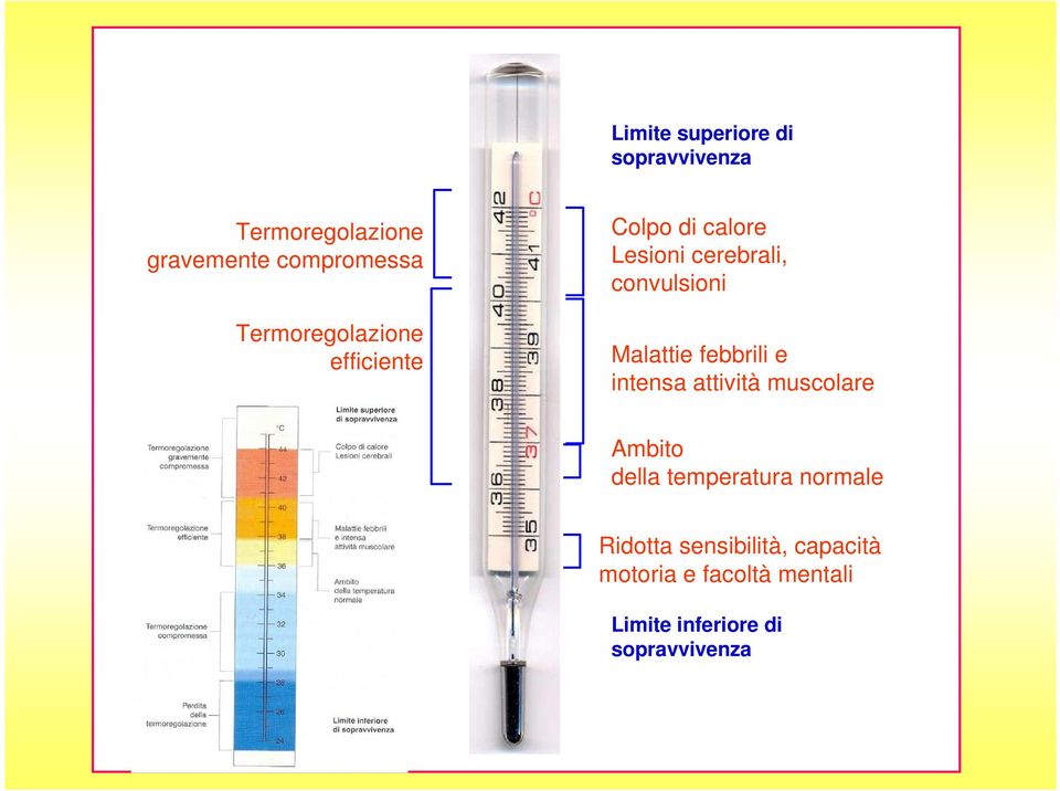 Malattie febbrili e intensa attività muscolare Ambito della temperatura normale