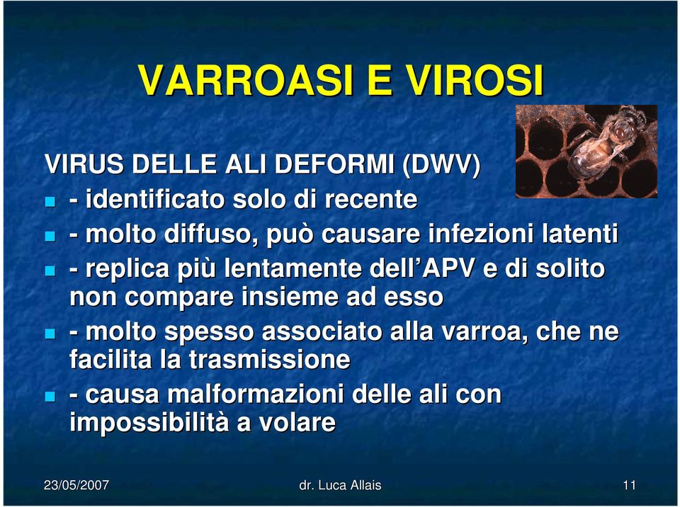 compare insieme ad esso - molto spesso associato alla varroa, che ne facilita la