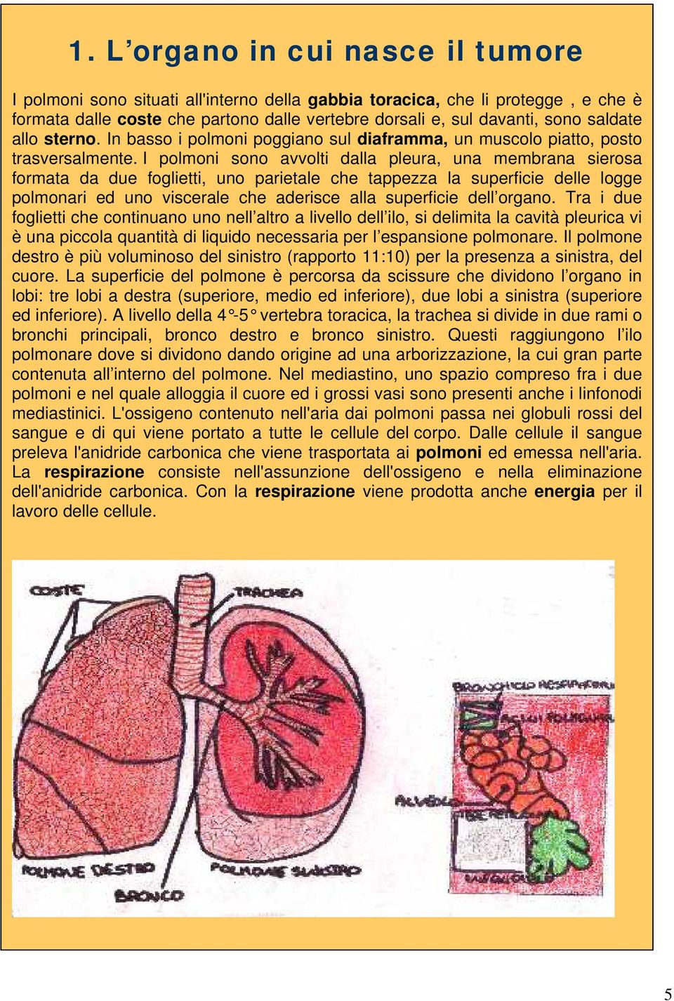 I polmoni sono avvolti dalla pleura, una membrana sierosa formata da due foglietti, uno parietale che tappezza la superficie delle logge polmonari ed uno viscerale che aderisce alla superficie dell