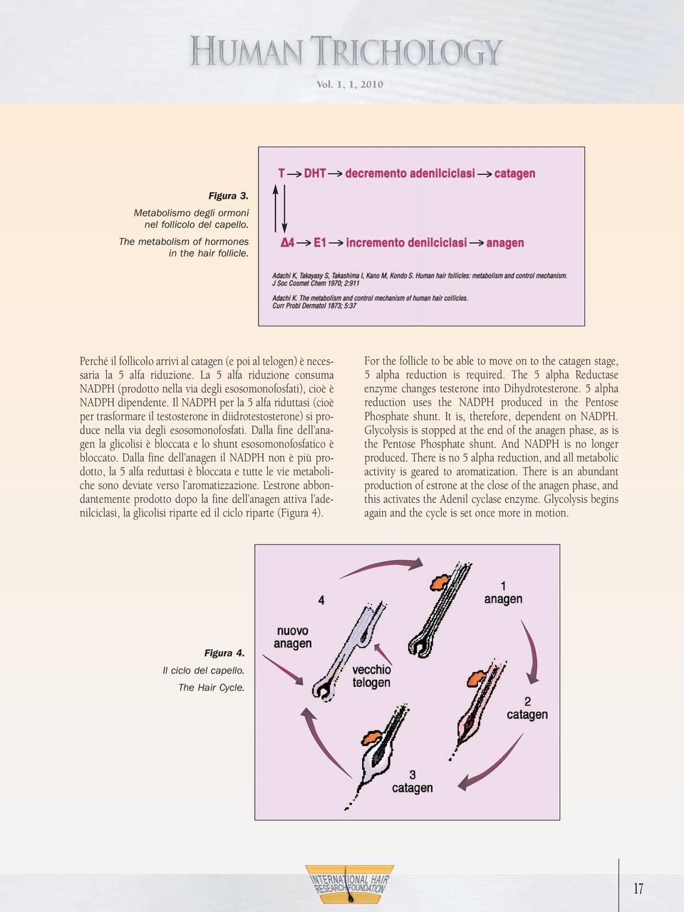 Il NADPH per la 5 alfa riduttasi (cioè per trasformare il testosterone in diidrotestosterone) si produce nella via degli esosomonofosfati.