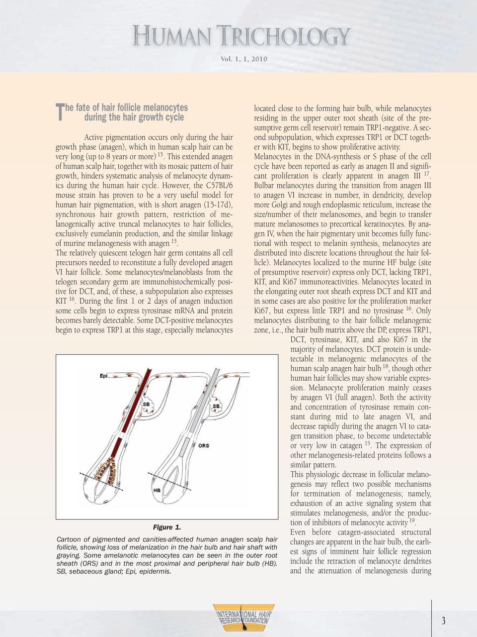 However, the C57BL/6 mouse strain has proven to be a very useful model for human hair pigmentation, with is short anagen (15-17d), synchronous hair growth pattern, restriction of me - lanogenically