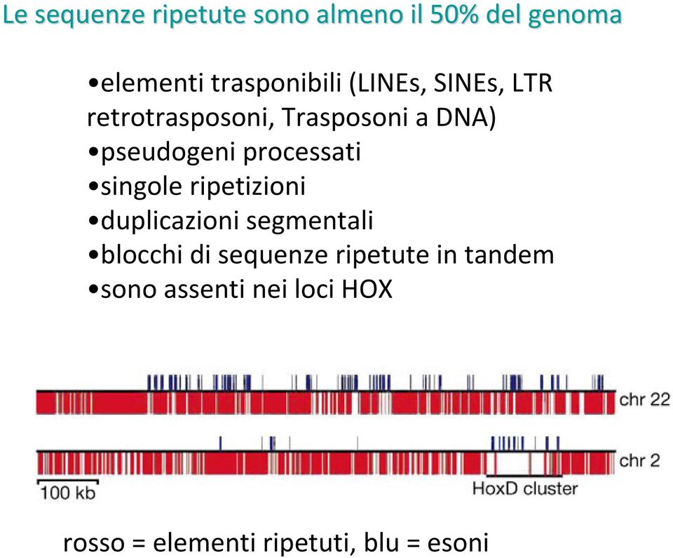 processati singole ripetizioni duplicazioni segmentali blocchi di