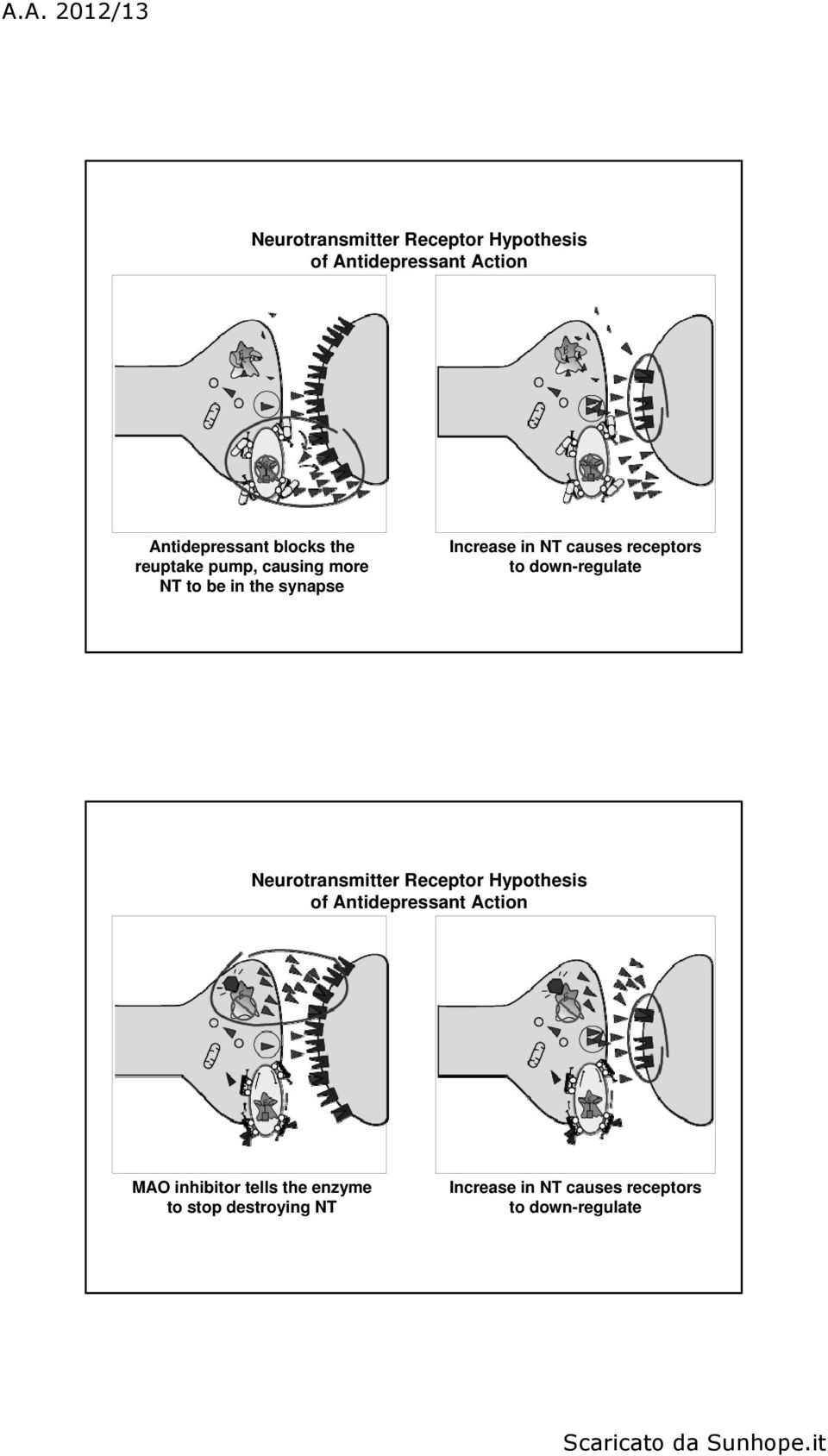 down-regulate Neurotransmitter Receptor Hypothesis of Antidepressant Action MAO