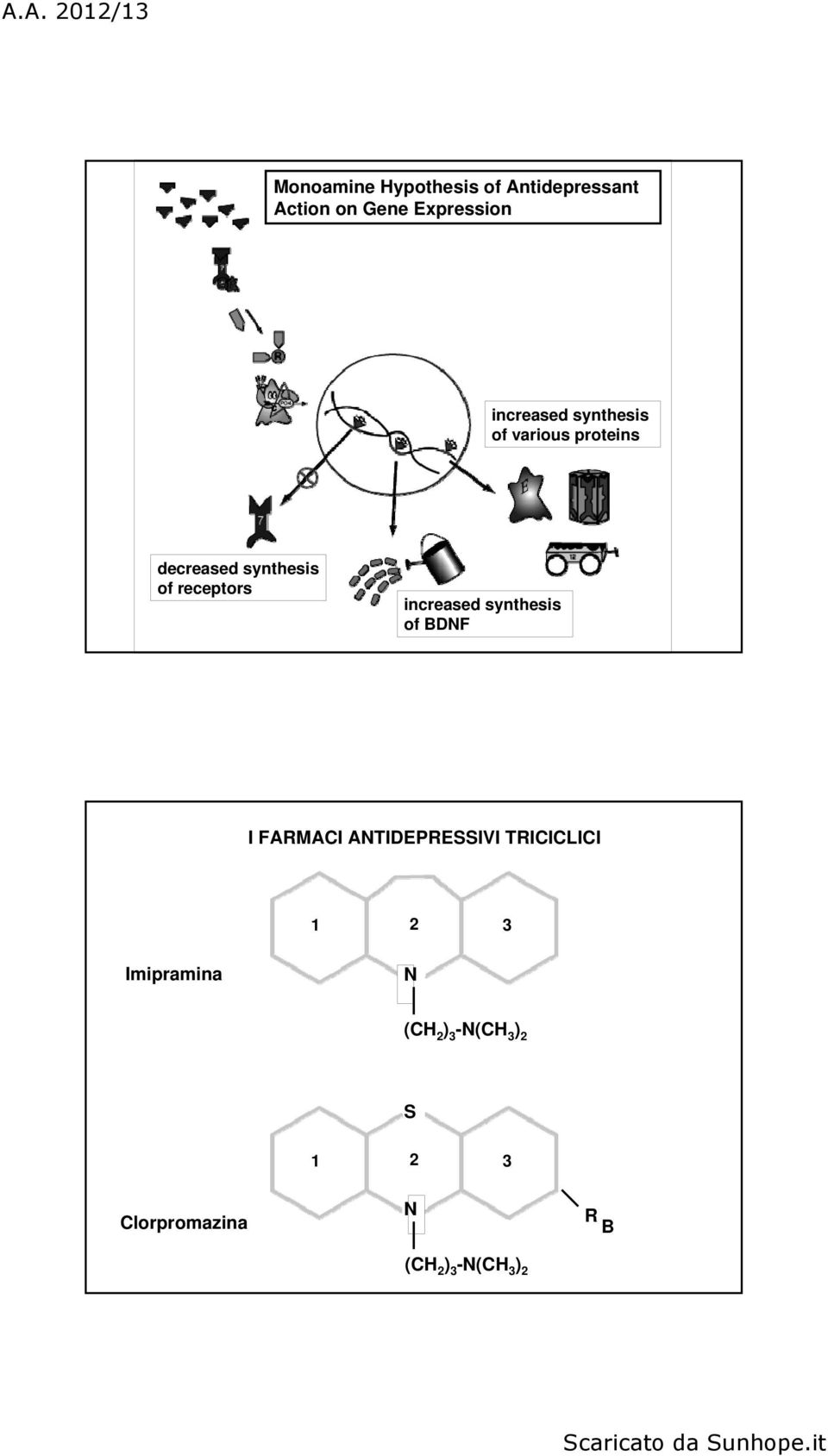 increased synthesis of BDNF I FARMACI ANTIDEPRESSIVI TRICICLICI 1 2 3