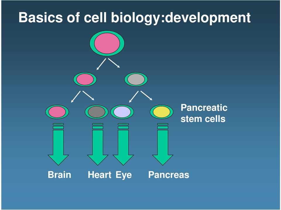 Pancreatic stem