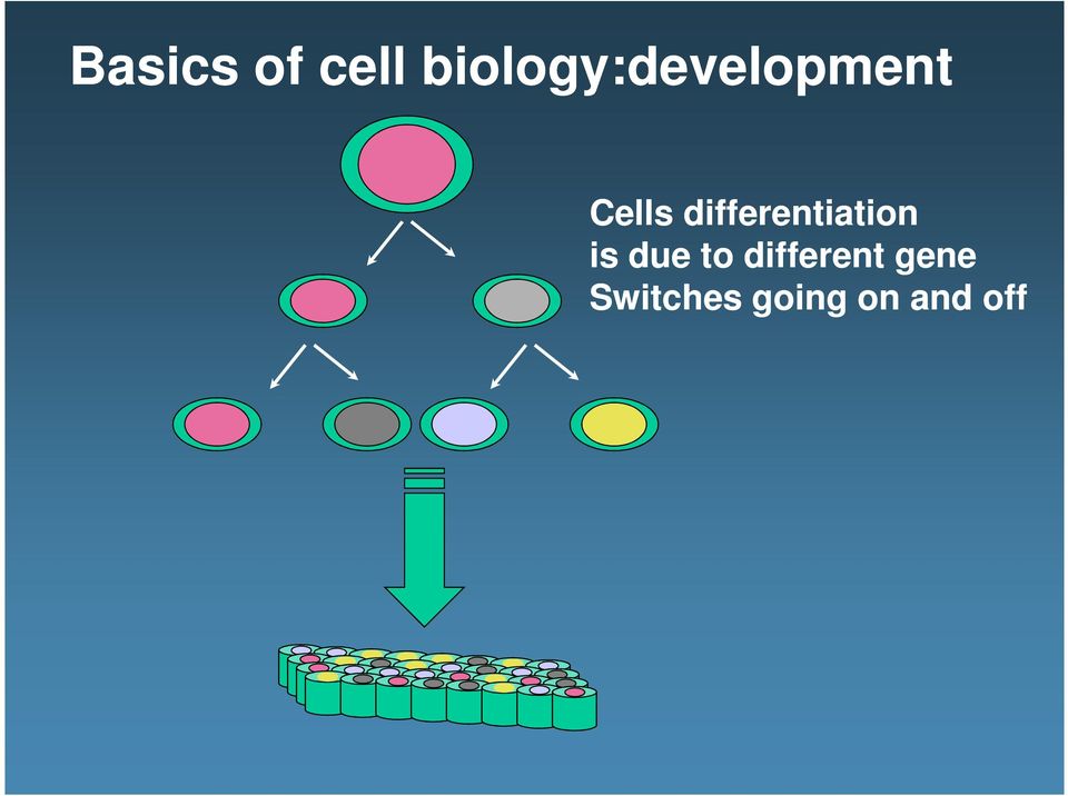 differentiation is due to