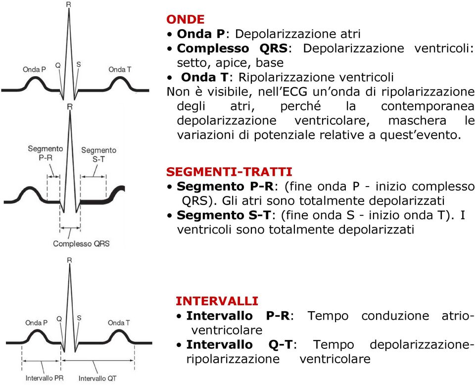 SEGMENTI-TRATTI Segmento P-R: (fine onda P - inizio complesso QRS). Gli atri sono totalmente depolarizzati Segmento S-T: (fine onda S - inizio onda T).