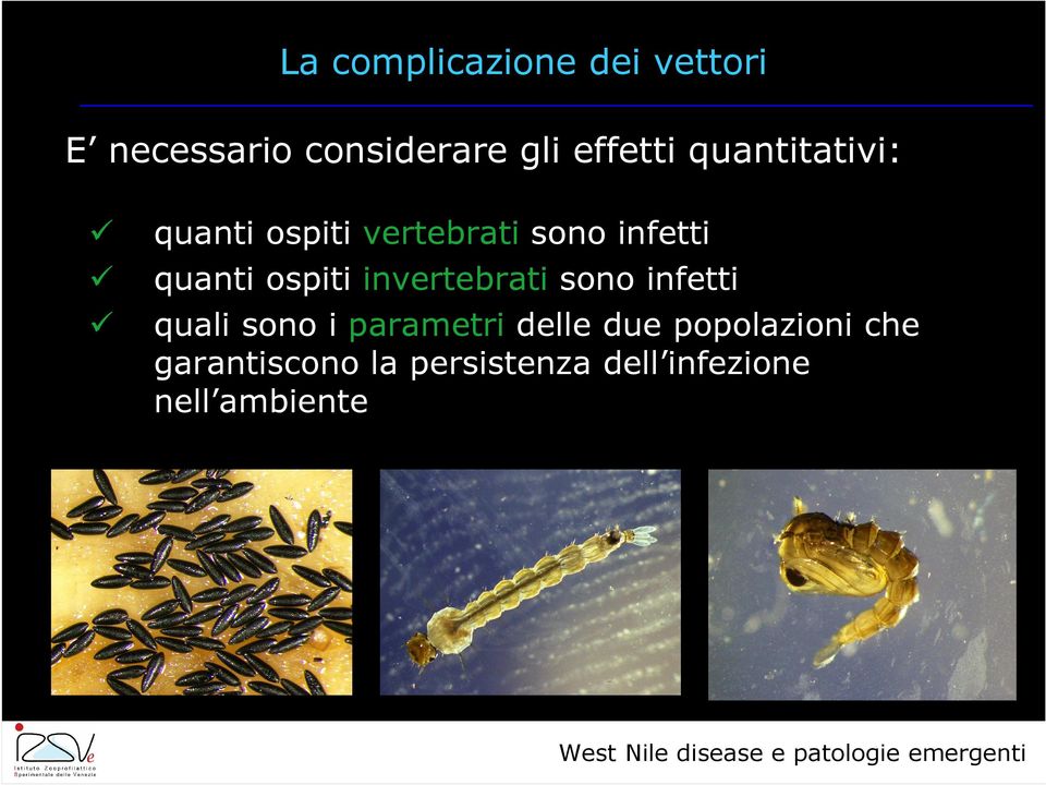 invertebrati sono infetti quali sono i parametri delle due