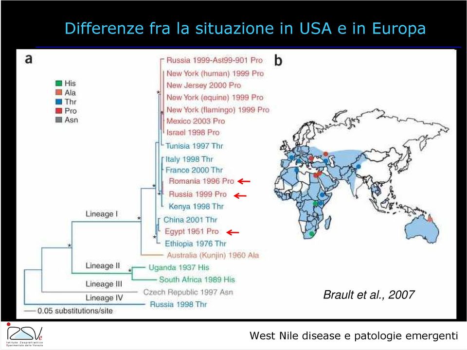 Larga presenza di zanzare con abitudini alimentari ibride Ambiente Frequenza >in aree umide Frequenza >in aree American crow urbane