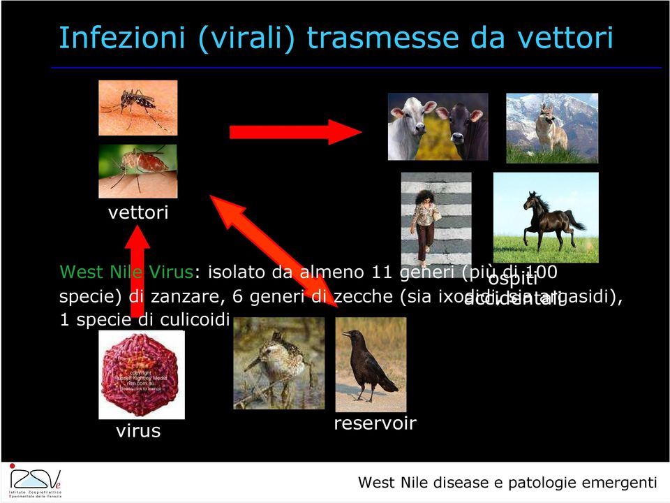 100 specie) di zanzare, 6 generi di zecche (sia ixodidi,