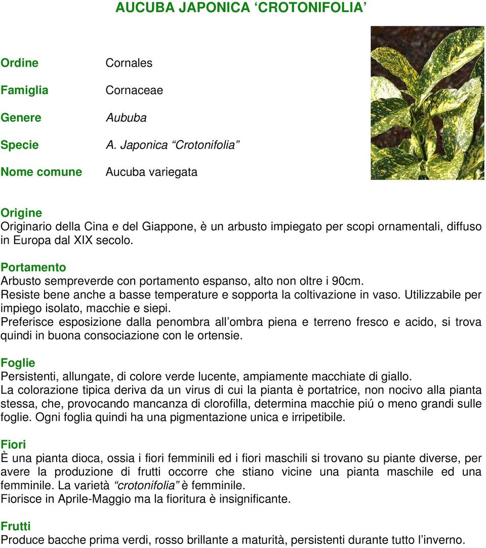 Arbusto sempreverde con portamento espanso, alto non oltre i 90cm. Resiste bene anche a basse temperature e sopporta la coltivazione in vaso. Utilizzabile per impiego isolato, macchie e siepi.