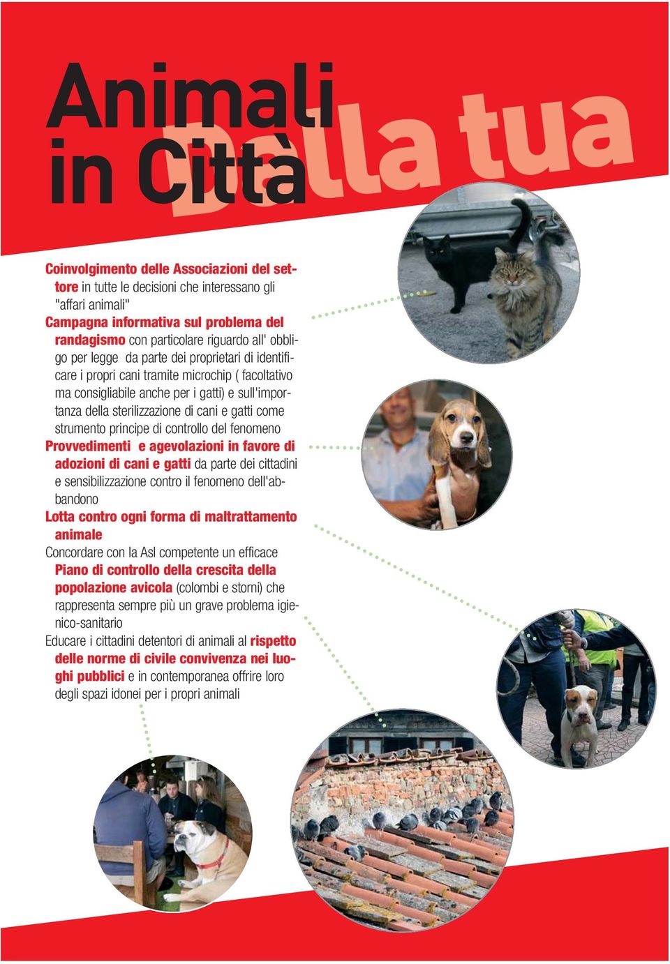 cani e gatti come strumento principe di controllo del fenomeno Provvedimenti e agevolazioni in favore di adozioni di cani e gatti da parte dei cittadini e sensibilizzazione contro il fenomeno