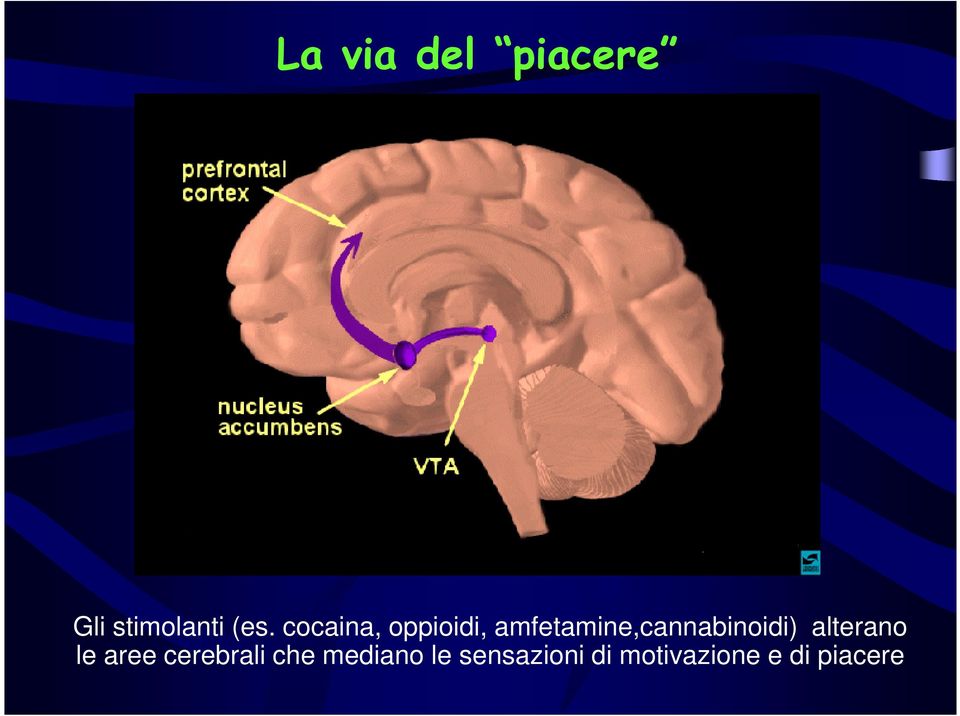 amfetamine,cannabinoidi) alterano le