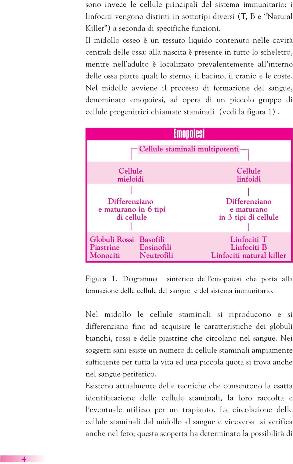 ossa piatte quali lo sterno, il bacino, il cranio e le coste.