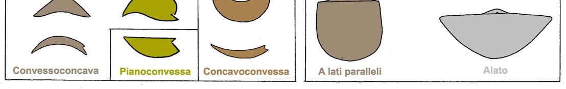 FORME DELLA CONCHIGLIA In A sezioni trasversali lungo il piano di simmetria, in B vedute dorsali o ventrali.