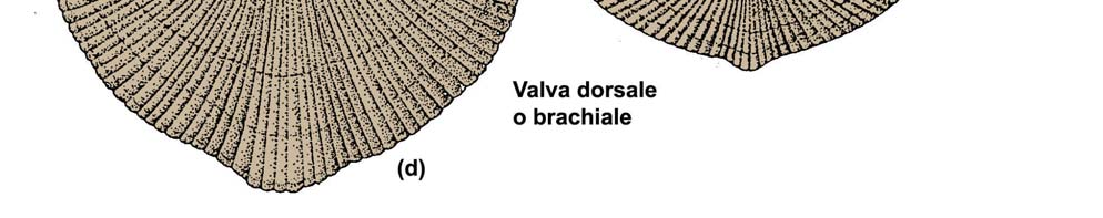 Bra. 05 PARTE POSTERIORE della CONCHIGLIA I brachiopodi, particolarmente quelli paleozoici, che possiedono un margine posteriore diritto che coincide approssimativamente con l asse che passa fra i