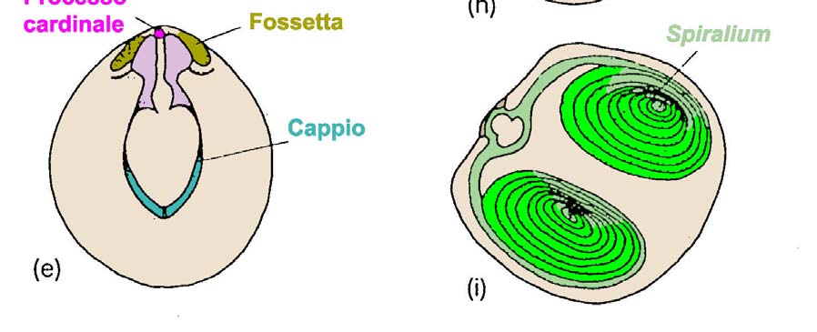 Bra. 06 CARDINALIA e