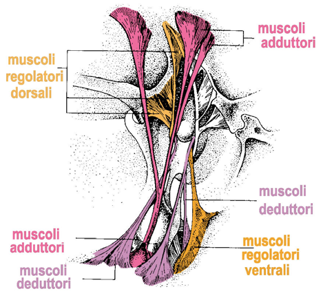 Bra. 08 DETTAGLI e DISTRIBUZIONE STRATIGRAFICA a) b) In a) dettaglio della muscolatura del brachiopode articolato attuale Macandrevia (da Cooper, 1975)