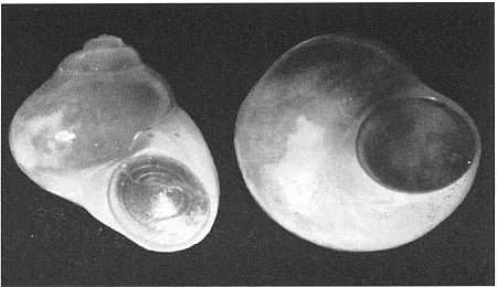 Fig. 2 P 15.50 Tharsiella romettcnsis (SEGUENZA)- fam. C y c l o s t r e m a- tidaeo fig. 2, ingr.