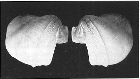 Fig. 5 B 87.32 Xylophaga praestans SMITH - fam. P h o l a d i d a e fig. 5, ingr. x 13 Questa specie non è mai stata segnalata per il Mediterraneo.