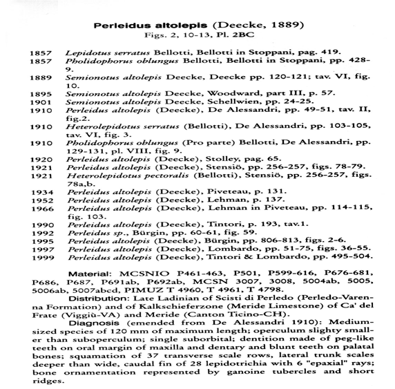 Per descrivere una nuova specie Nome Sinonimia Etimologia Olotipo Strato tipico Luogo tipico Materiale Diagnosi Immagine olotipo PARATASSONOMIA La classificazione dei fossili è puramente morfologica