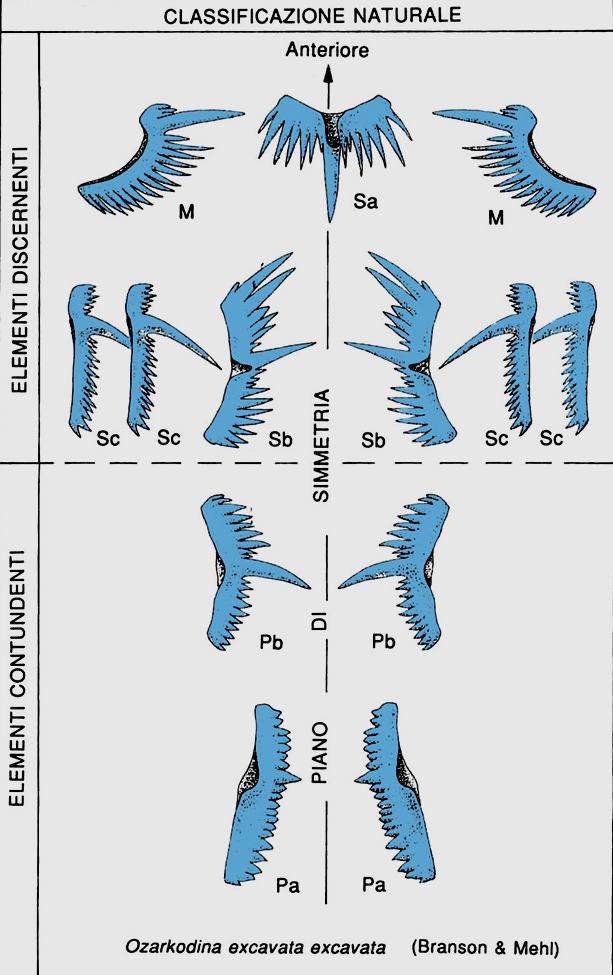 Classificazione e Filogenesi Per Linneo Ricostruzione atto creativo Classificazione fondata sull intuizione, non metodi oggettivi Per gli evoluzionisti Riflettere le relazioni tra i gruppi attuali e