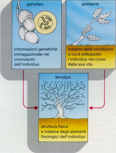 La specie paleontologica Concetto tipologico (Linneo) Distinzione morfologica Concetto biologico (Dobzansky e Mayr) Popolazioni effettivamente o potenzialmente in grado di riprodursi per incrocio e