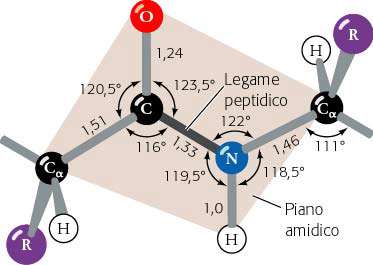 Il legame Peptidico Dipolo Più corto di un legame singolo Ha parziale carattere di