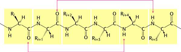 Struttura secondaria delle proteine: α elica stabilizzata da legami idrogeno L atomo di ossigeno del legame
