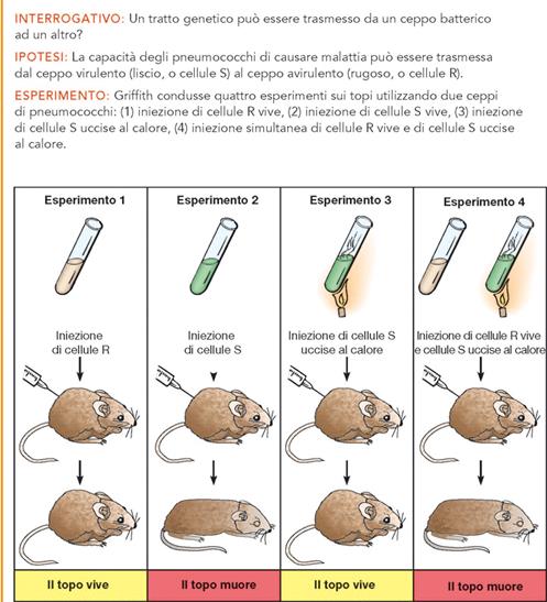 .Principio Esperimento di Griffith (1928): Ceppo S, cellule lisce (capsulate) e virulente Ceppo R, cellule rugose e non virulente Né il ceppo R né