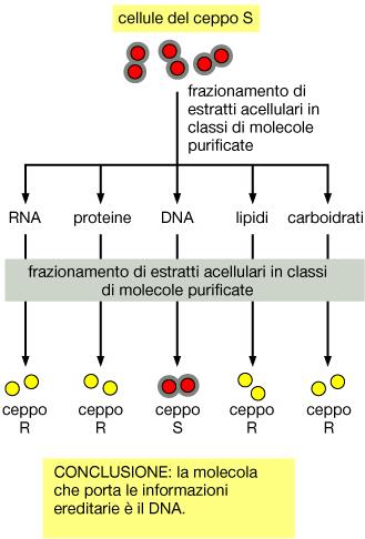 .Il principio trasformante è il DNA Avery, MacLeod e McCarty