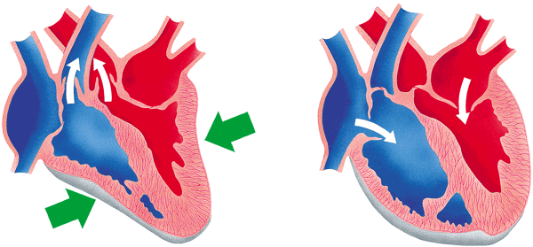 Che cos è la pressione arteriosa? Una pressione arteriosa normale è di importanza vitale.