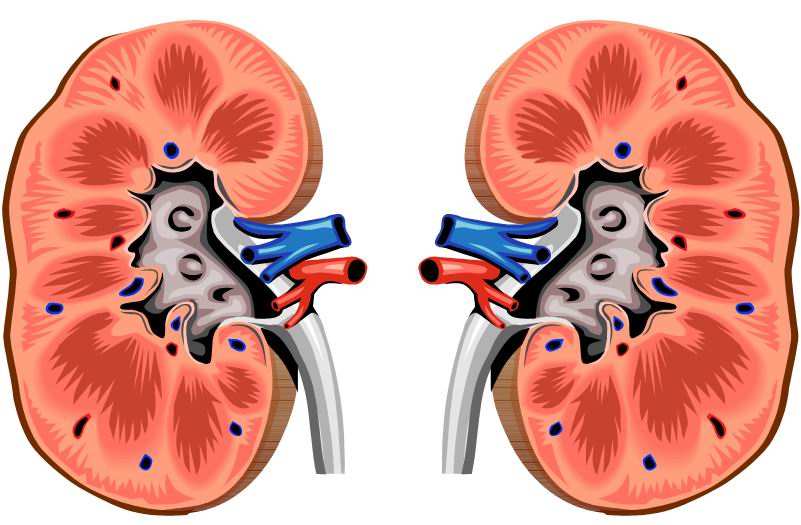 Principali Danno di Organi e malattie correlate all ipertensione arteriosa Organi bersaglio: