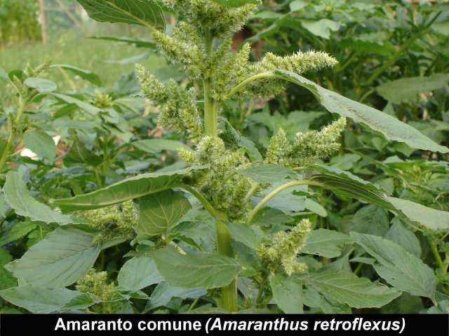 FICO D INDIA (Opuntia ficus-indica) Appartiene alla famiglia delle Cactaceae. Cresce spontanea nelle regioni meridionali.