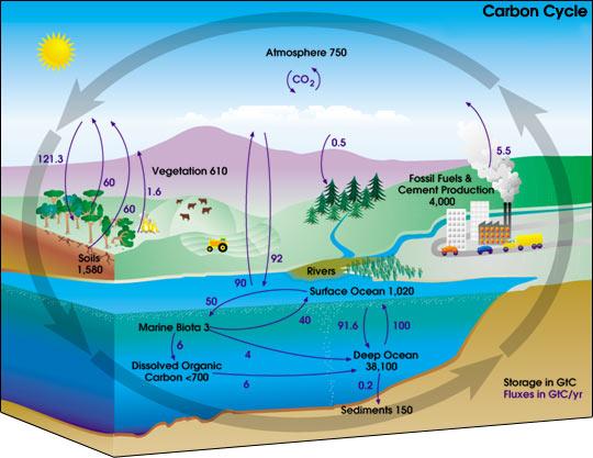 I cicli biogeochimici I corpi degli organismi viventi sono formati da circa trenta elementi chimici diversi ma quelli più presenti sono quattro: Idrogeno, Ossigeno, Carbonio ed Azoto.