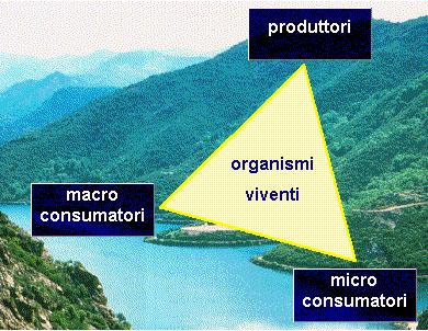 Il biotopo (da bios: vita e topos: luogo) è l insieme di tutte le componenti abiotiche dell ecosistema. Esso comprende pertanto il clima, la luce, il suolo, l acqua.