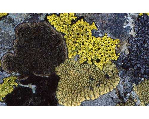 La lista rossa dei licheni d Italia (Nimis, 1992) annovera 276 specie che risultano rare e/o in forte regresso nel Paese.
