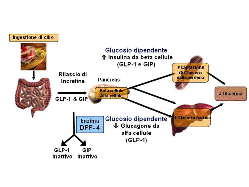 comporta che l assunzione per via orale di un carico di glucosio sia in grado di elicitare una risposta insulinica maggiore rispetto ad un carico di glucosio somministrato per via endovenosa, anche