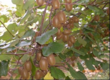 Actinidia Cv. Hayward ACTINIDIA-2014 "Hayward"Costi /Kg "D. Pergoletta" 0,77 0,67 0,80 Coltura : ACTINIDIA "Hayward" d. pergoletta Costo colturale Costi /Kg vari imprenditori 2.