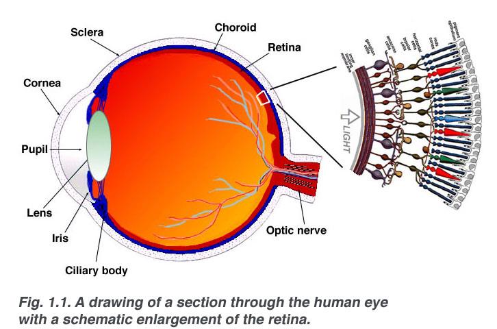 La retina