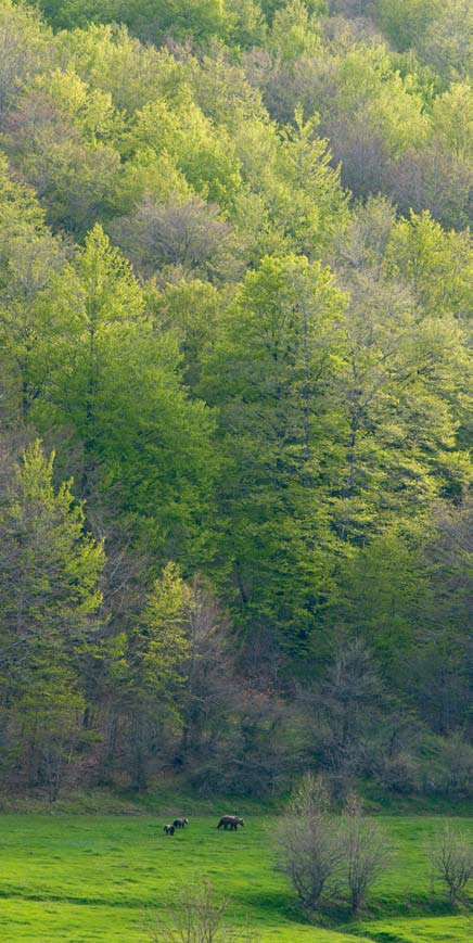 5 4 IL PARCO NAZIONALE D ABRUZZO, LAZIO E MOLISE Alla fine dell 800 su queste montagne sopravvivevano gli ultimi orsi marsicani e gli ultimi camosci dell Appennino.