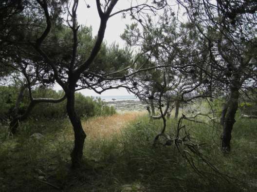 A Porto Cesareo, inoltre, è stato visitato il Museo della Stazione di Biologia Marina sotto la guida della Dott.