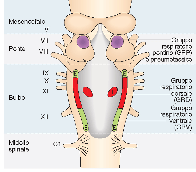 Componenti del controllo nervoso della respirazione centri nervosi del tronco dell encefalo (bulbo-pontini) muscoli respiratori meccanocettori (polmoni,