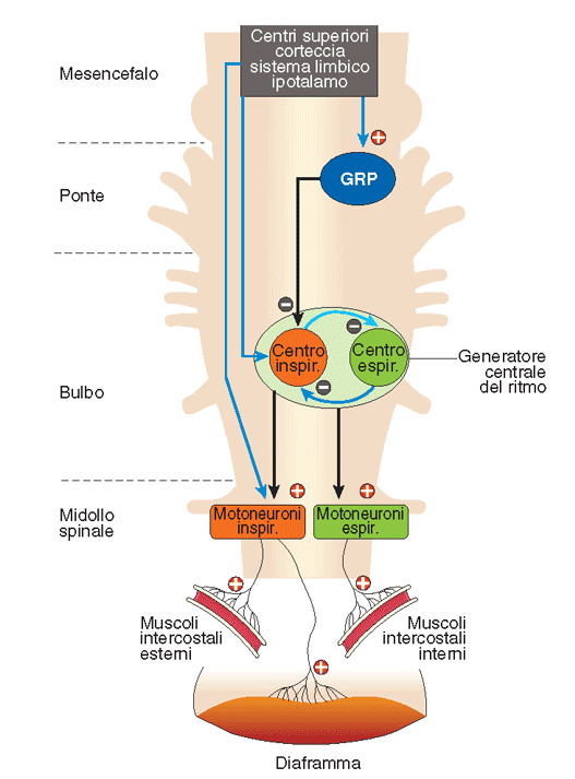 Controllo dei muscoli intercostali da parte dei motoneuroni: