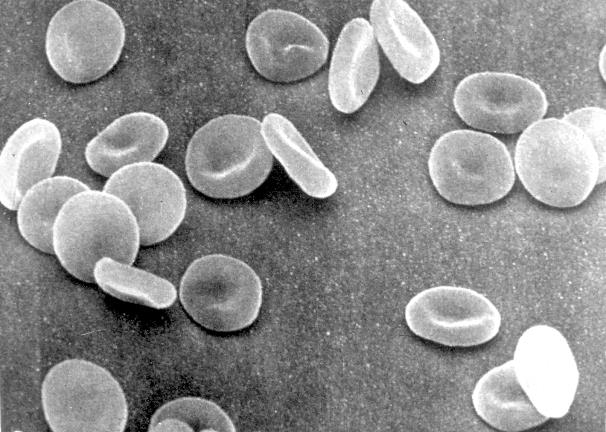 La forma biconcava possiede una superficie maggiore di